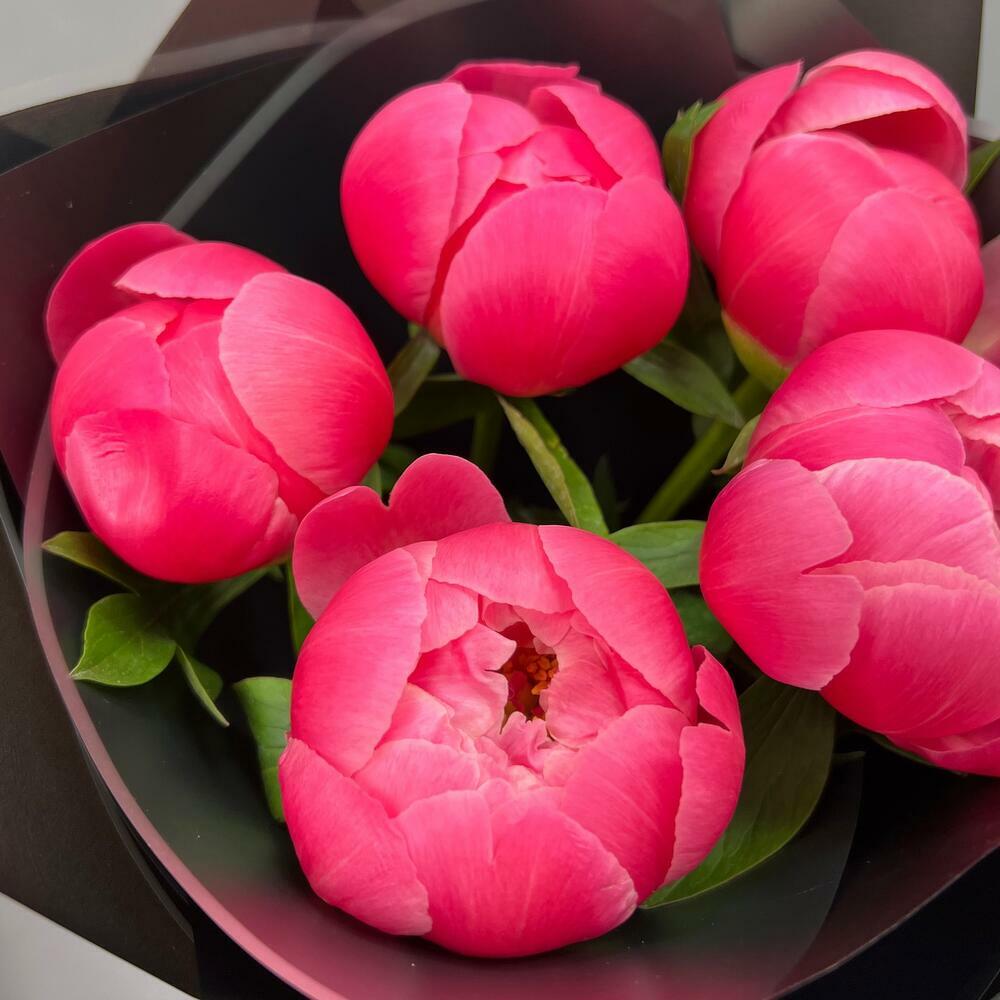 5 коралловых пионов Коралл Шарм (0006) peony