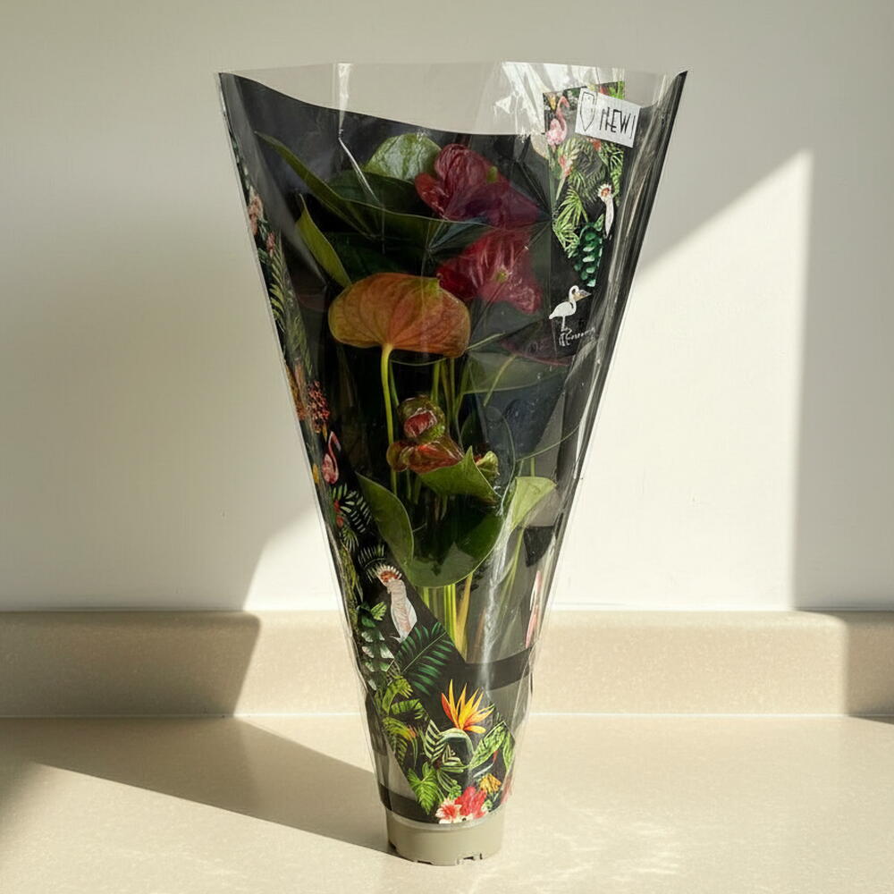 Indoor Red Anthurium