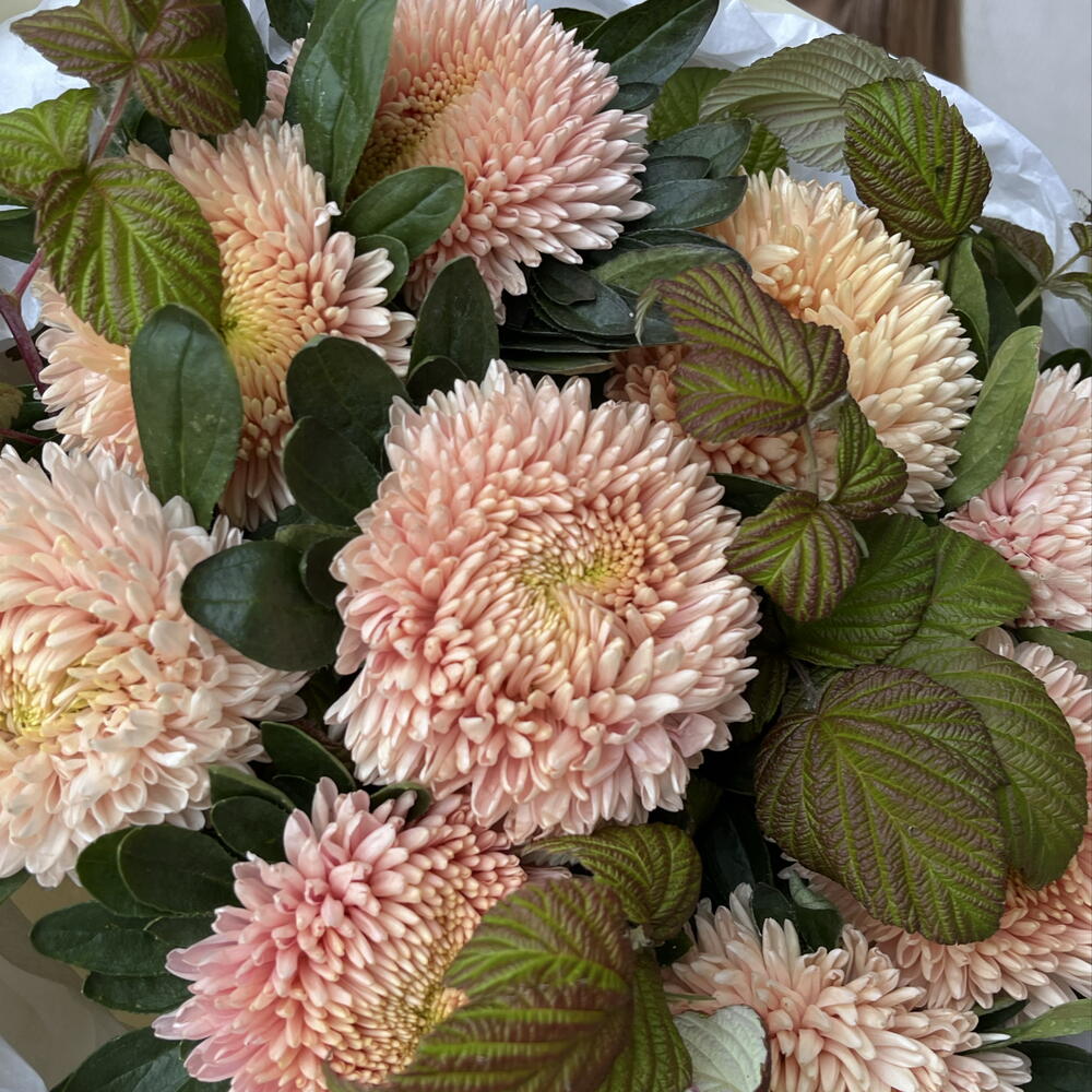 Красивые астры🌸