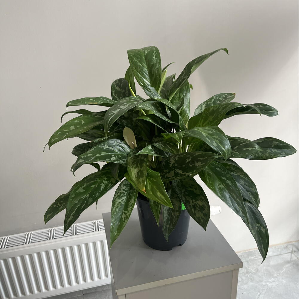 Aglaonema