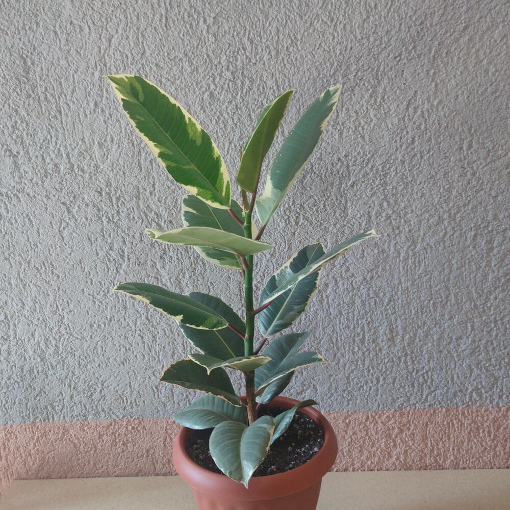 Фикус эластик Robusta