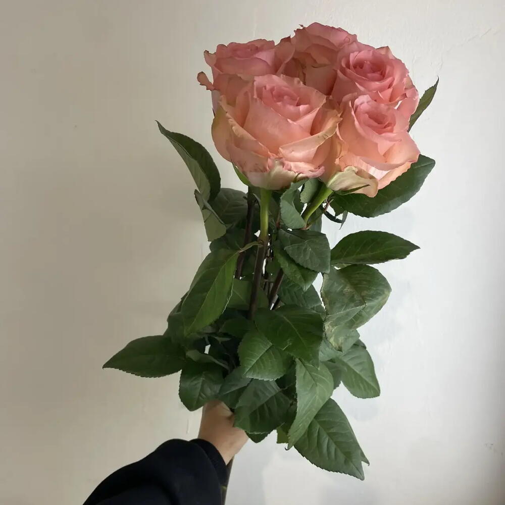 Розы нежные 🌸7