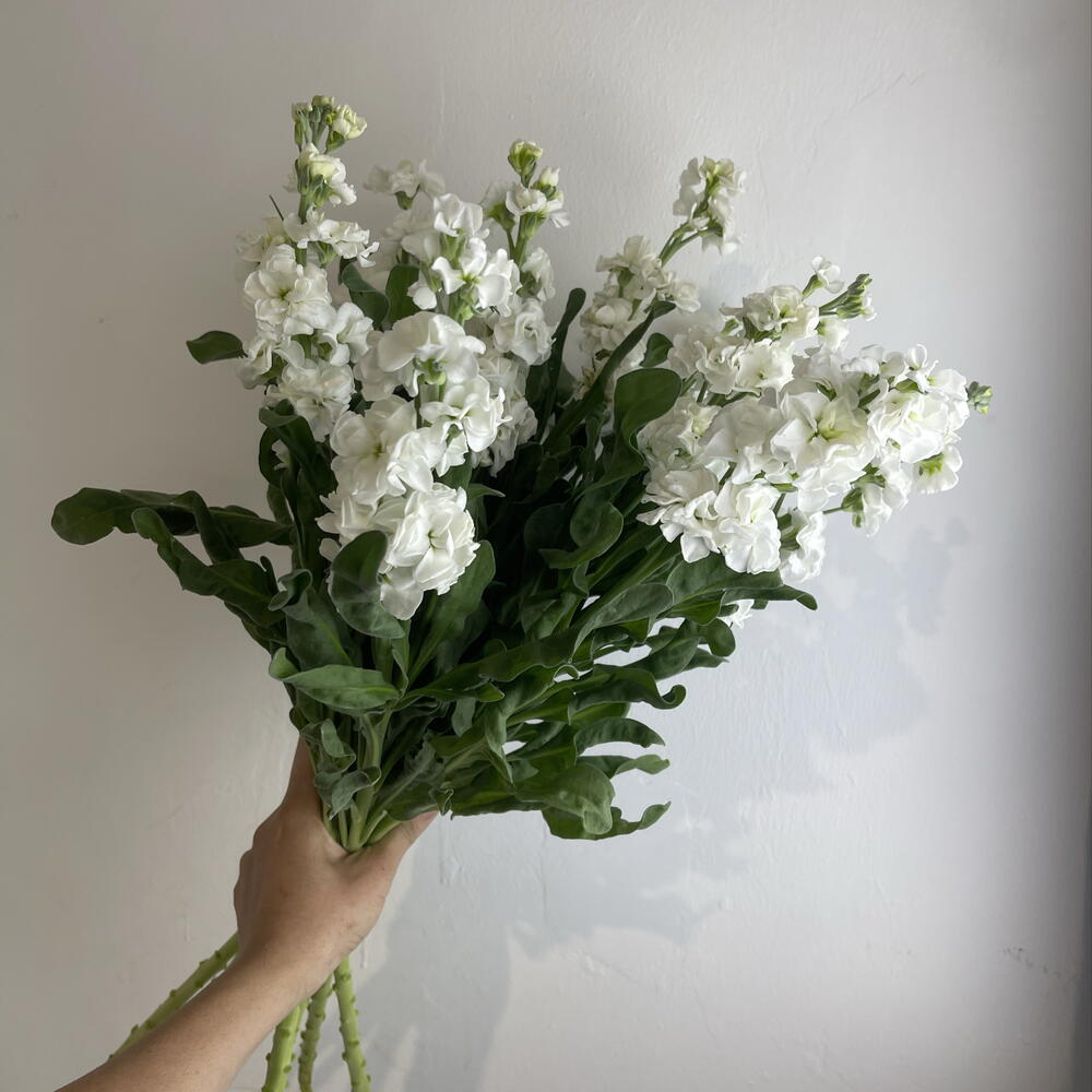Метиолла белая 9