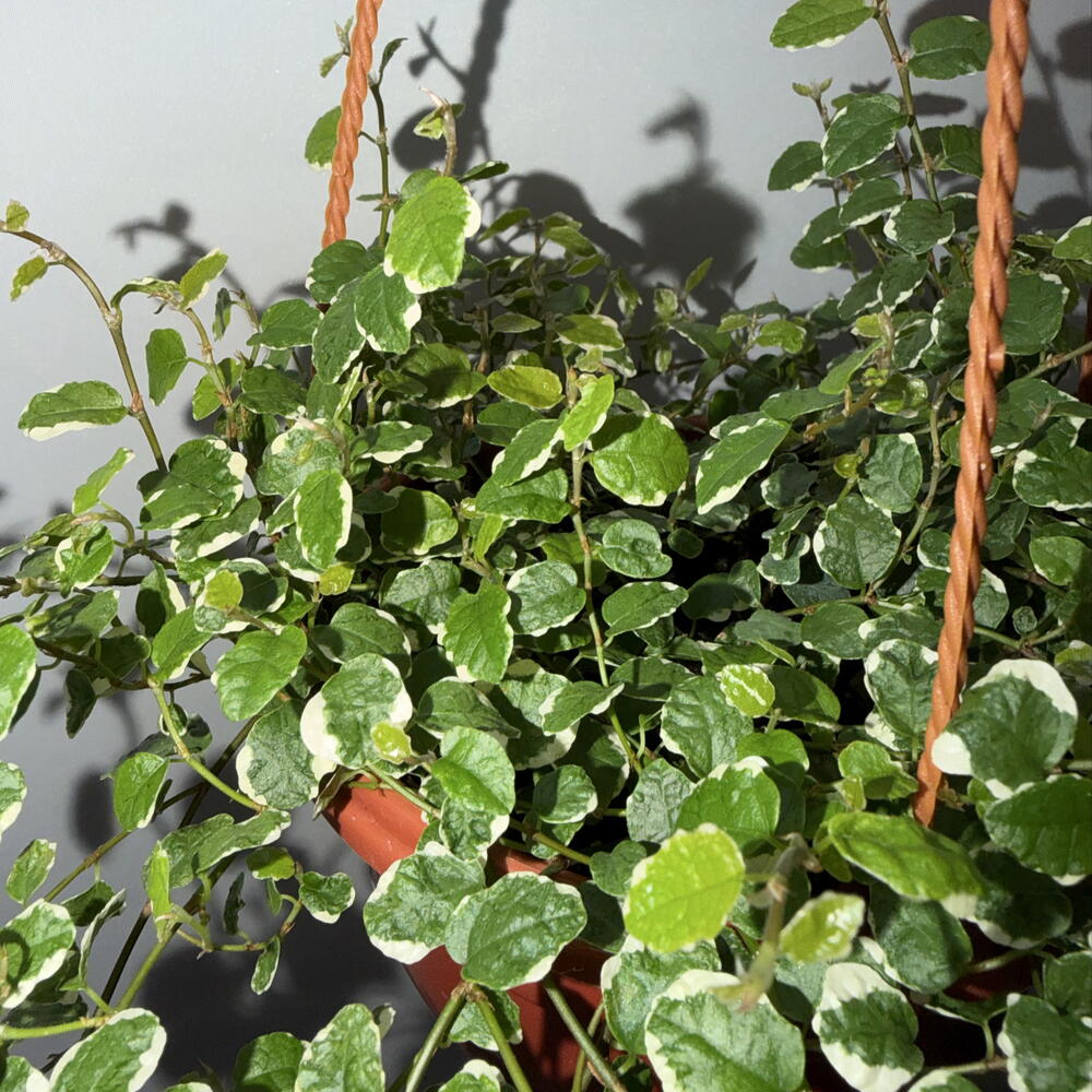 🌿 Фикус пумила Variegata