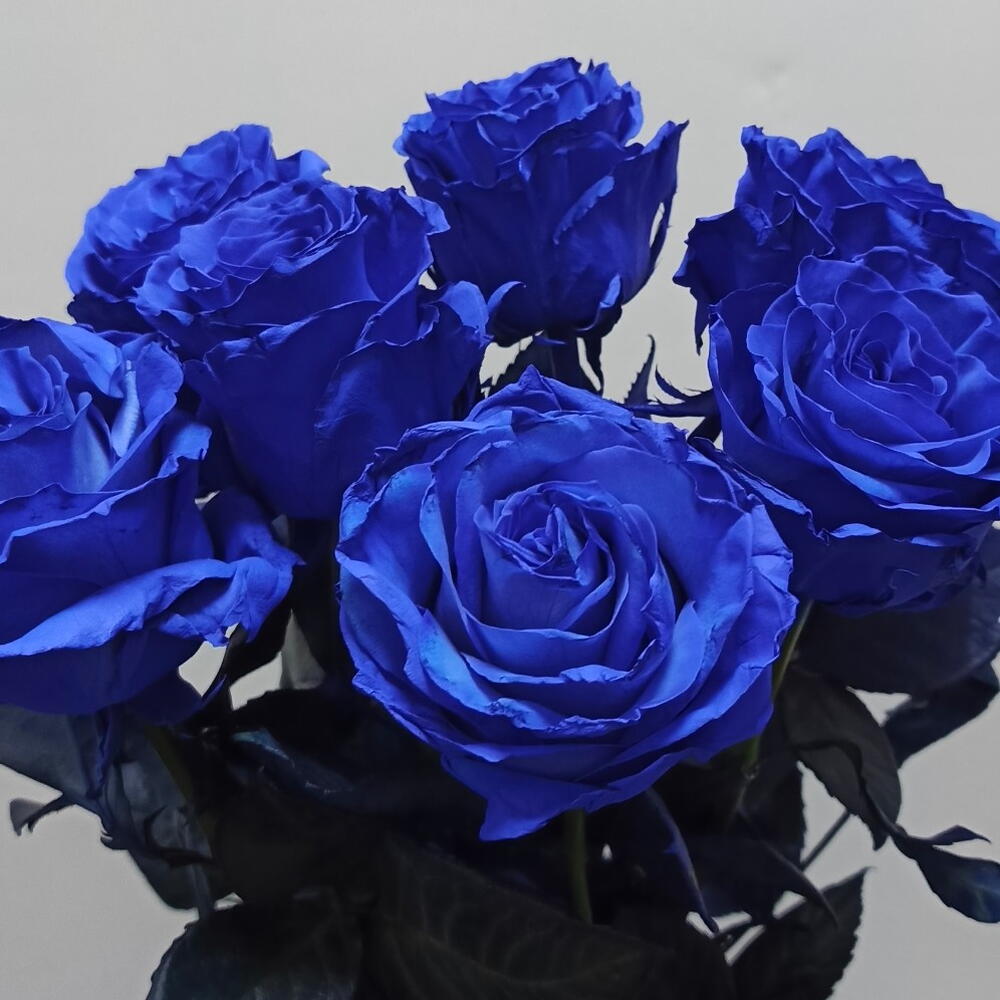 Роза синяя "Tinted blue"