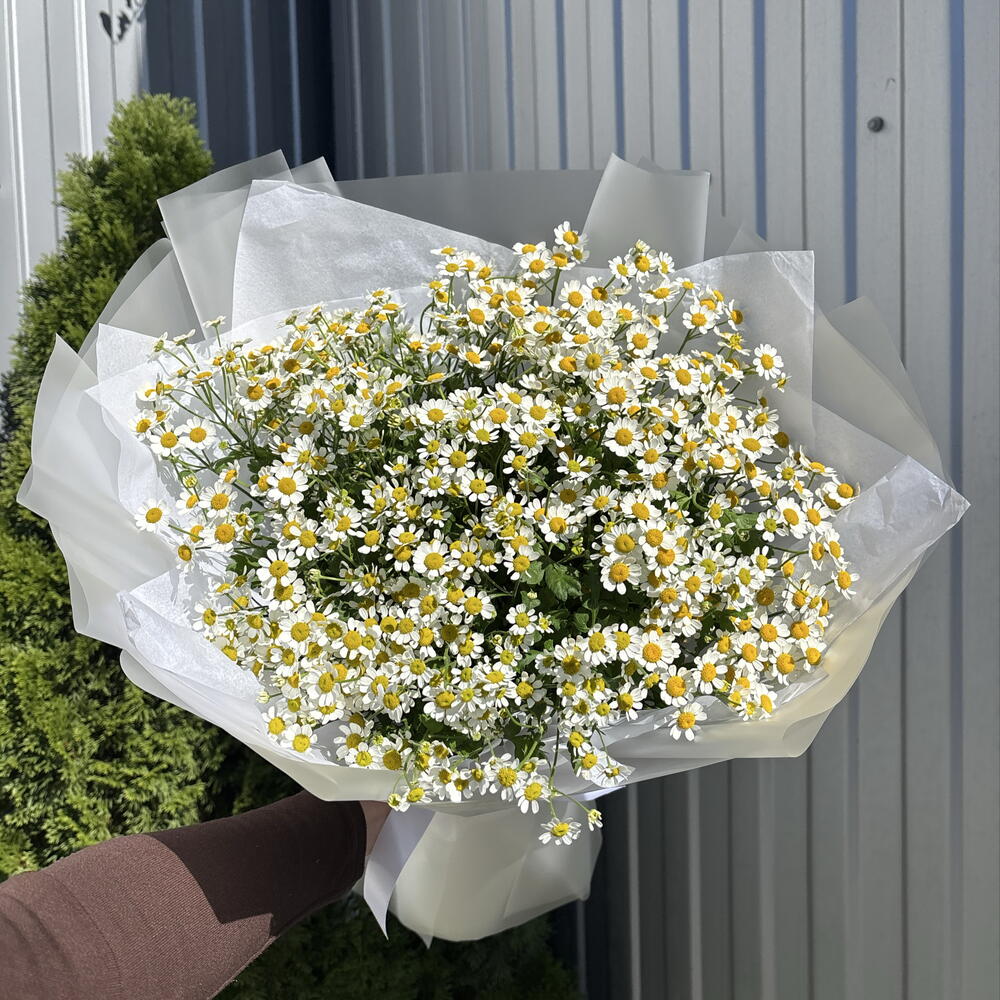 Матрикария 🌼🤍