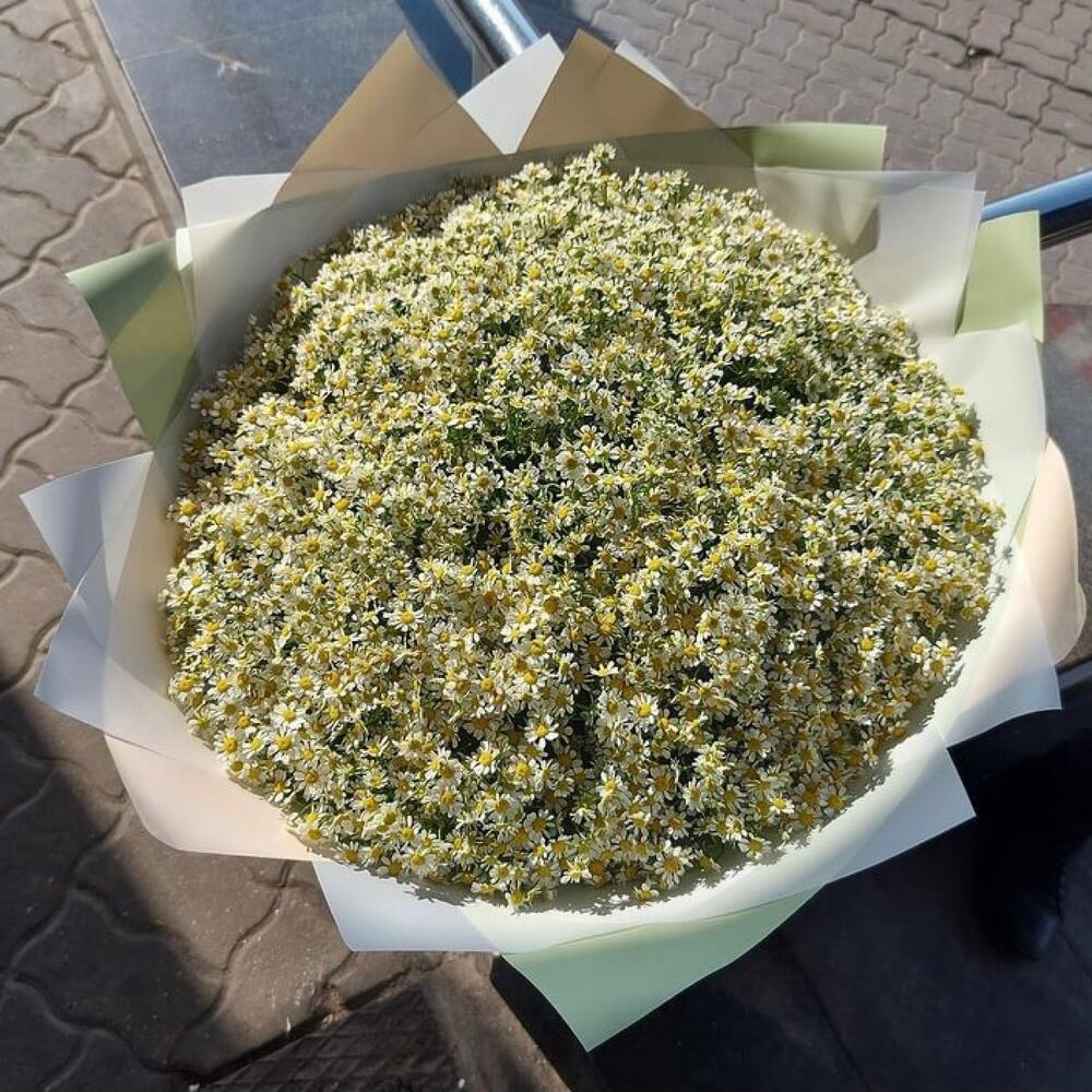 101 кустовая ромашка