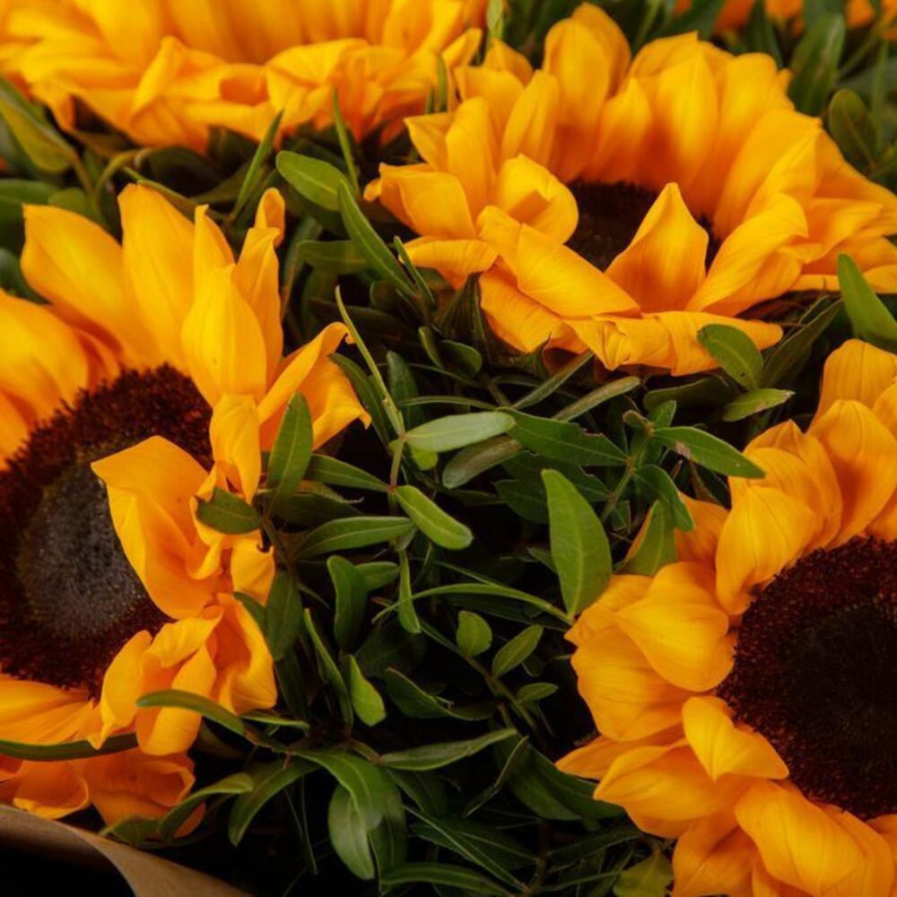 подсолнух отзывы