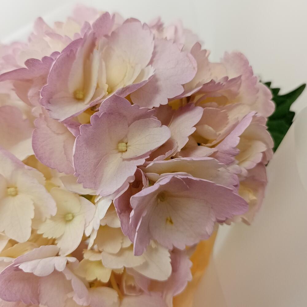 Гортензия, Цветы и подарки в Брянске, купить по цене 1120 руб ...