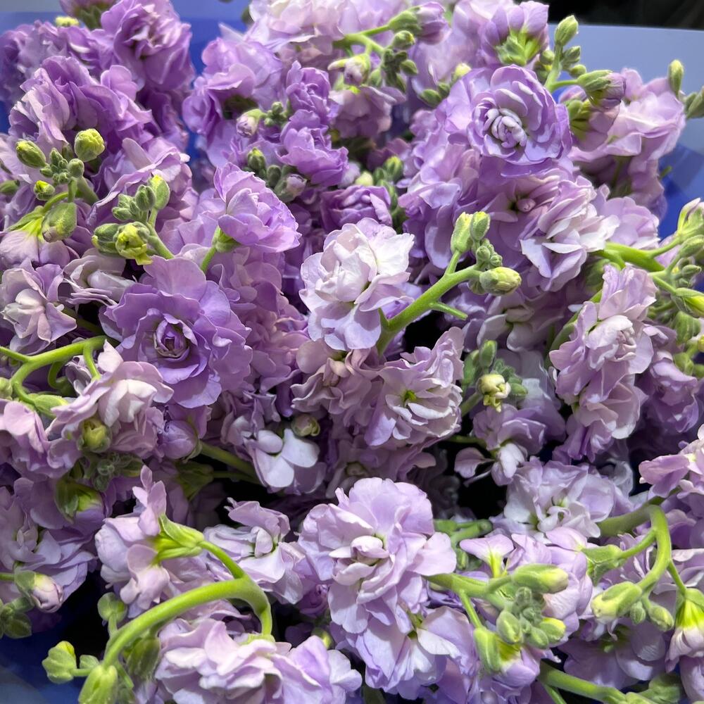 Матиолла сиреневая 15