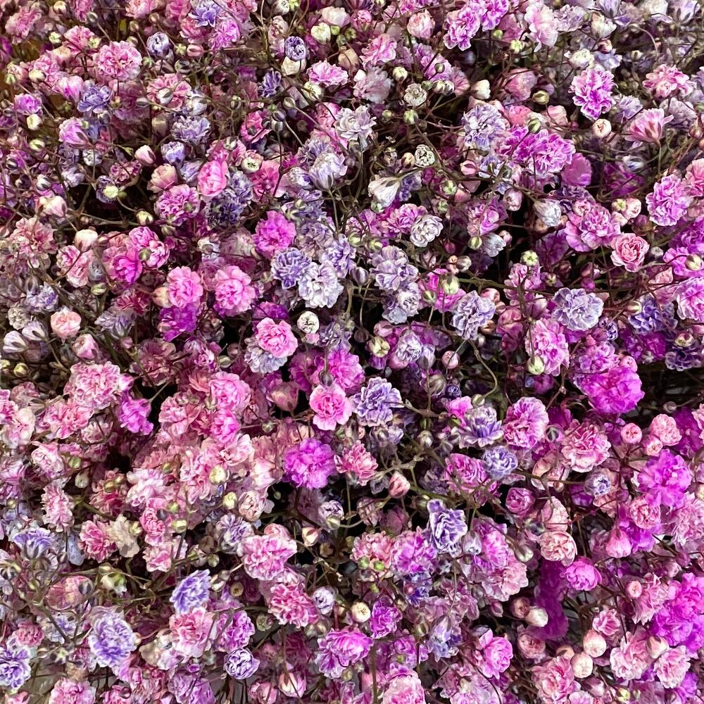 Большая коробка гипсофилы🌿