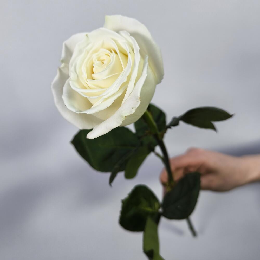 Rosa blanca