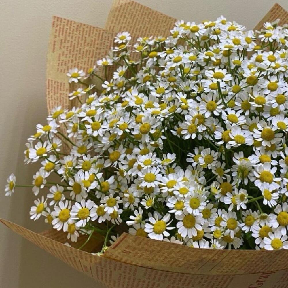 Букет Ромашка