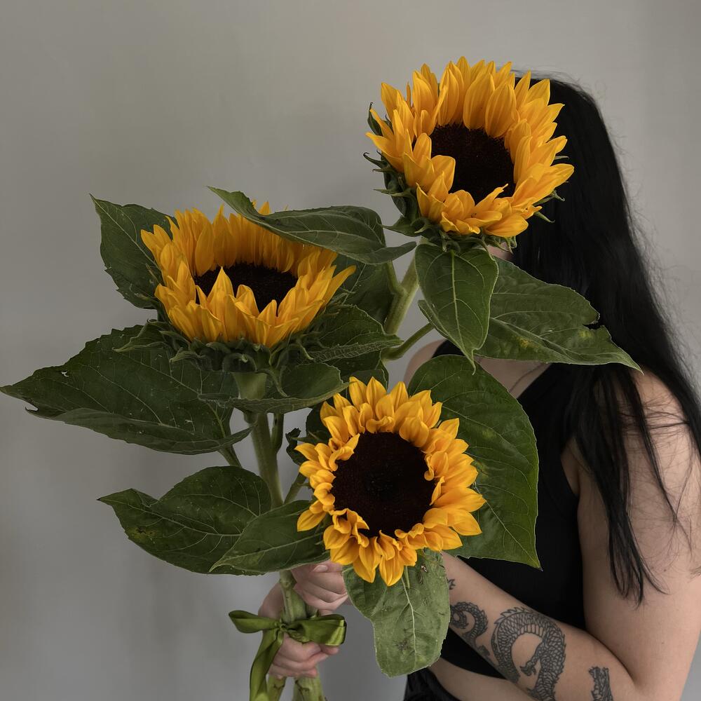 Подсолнух 🌻