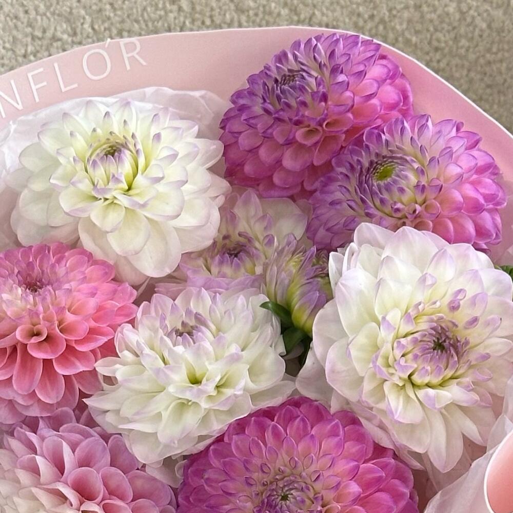 9 шикарных ярких георгин💜💓