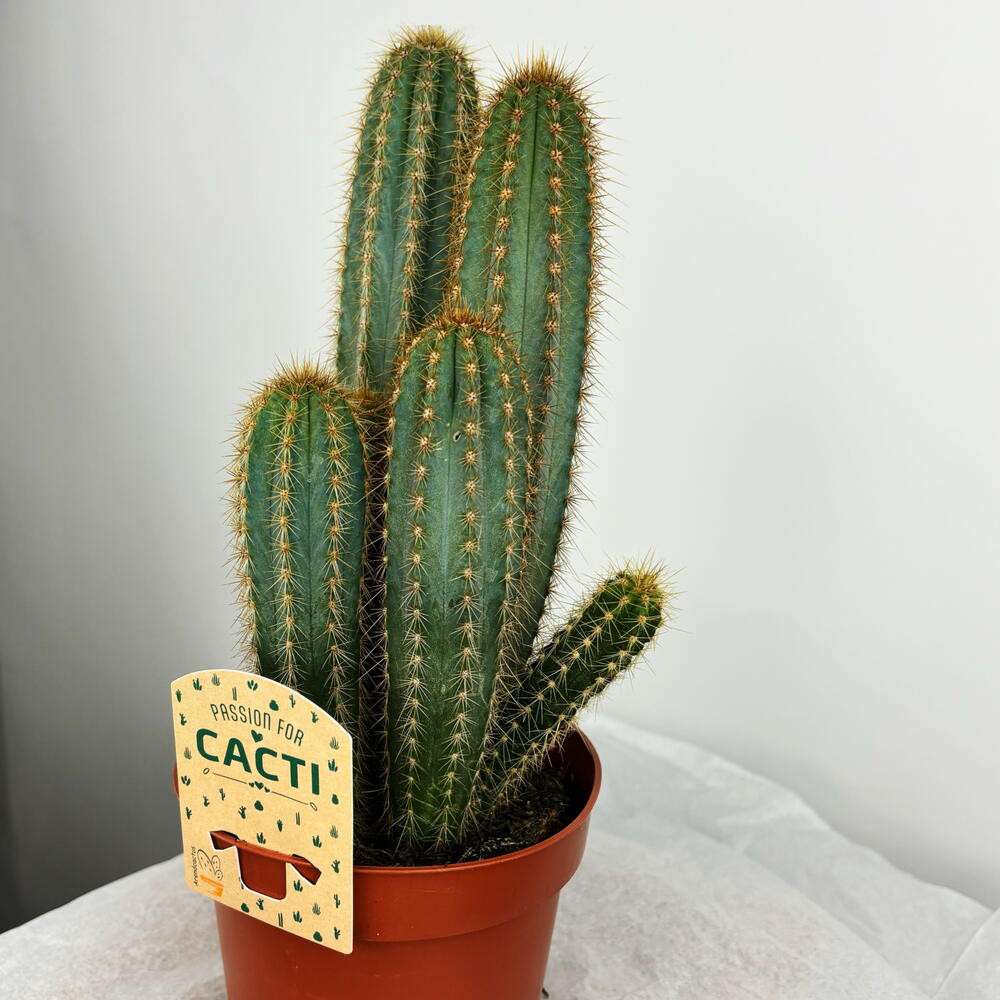 Кактус в горшке🌵