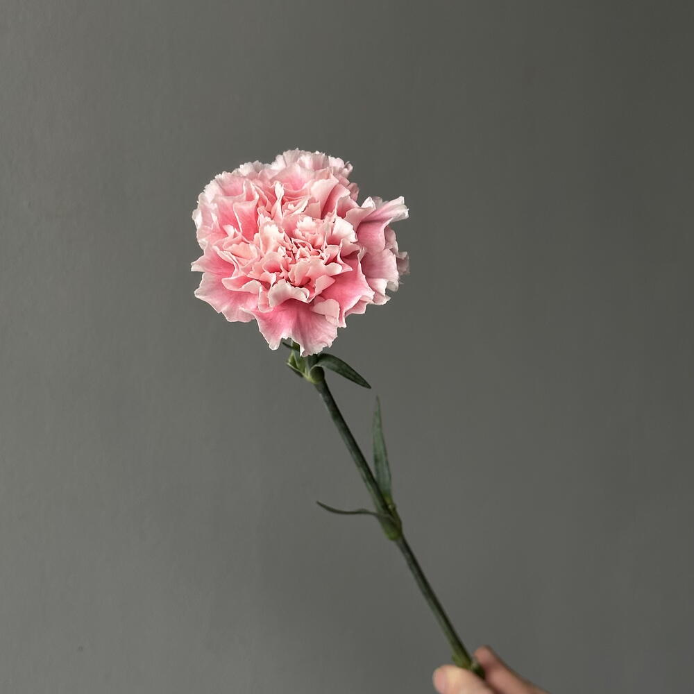 Гвоздика розовая