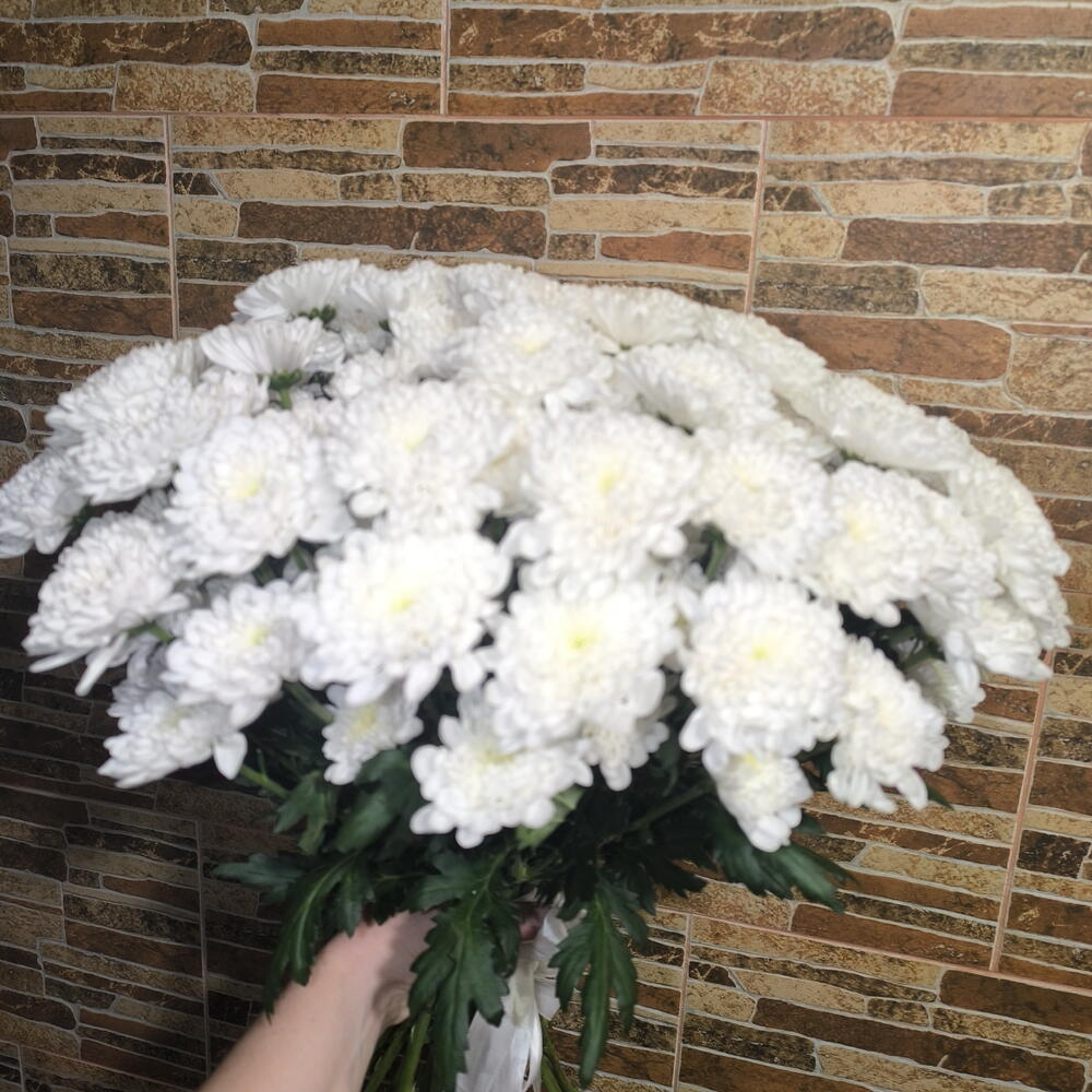 Букет 15 хризантем