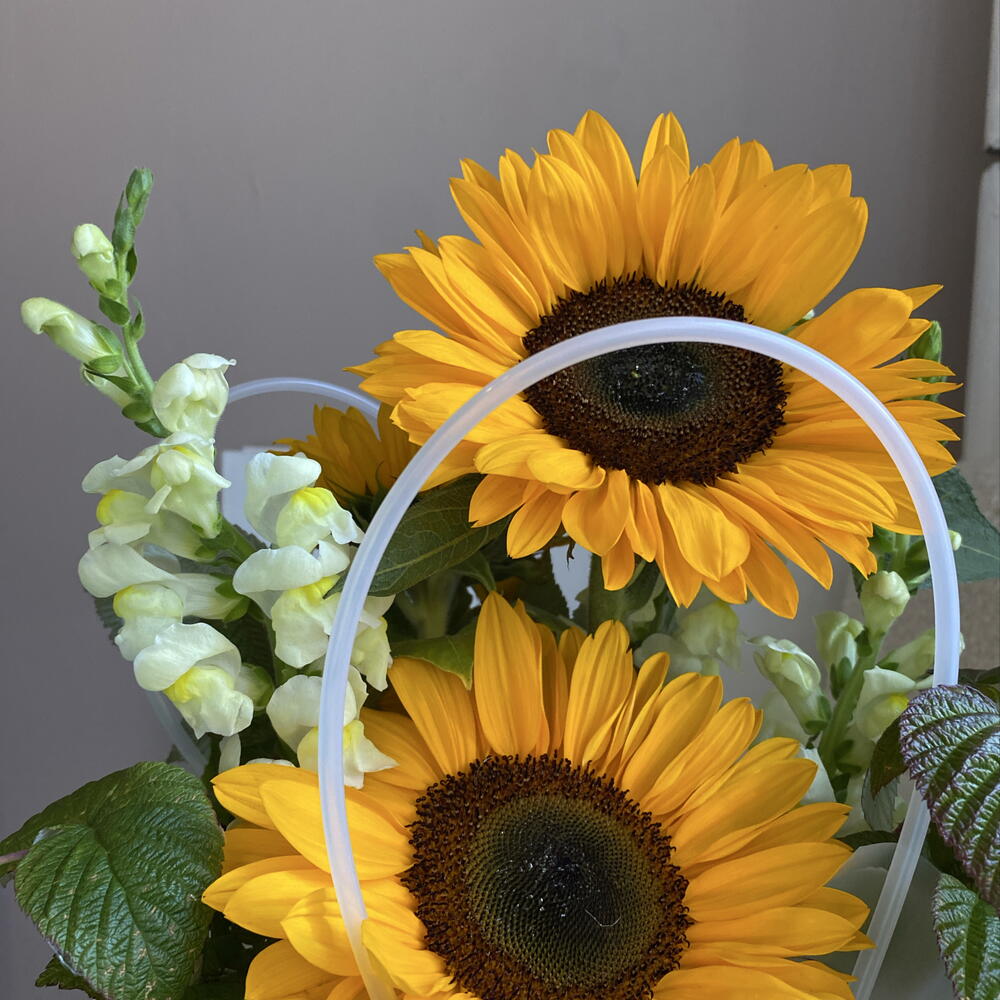 Подсолнухи 🌻