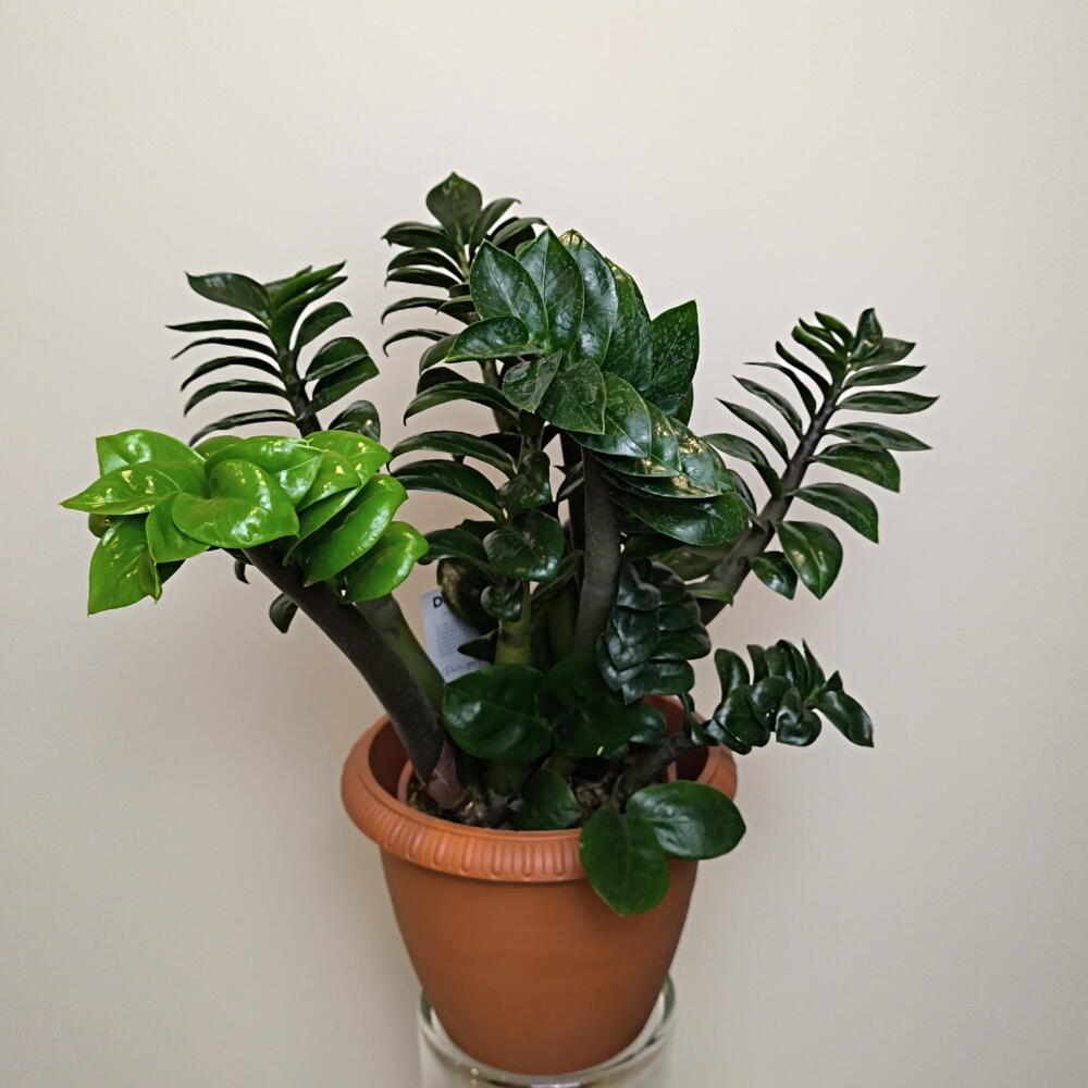 Замиокулькас Занзи🌱