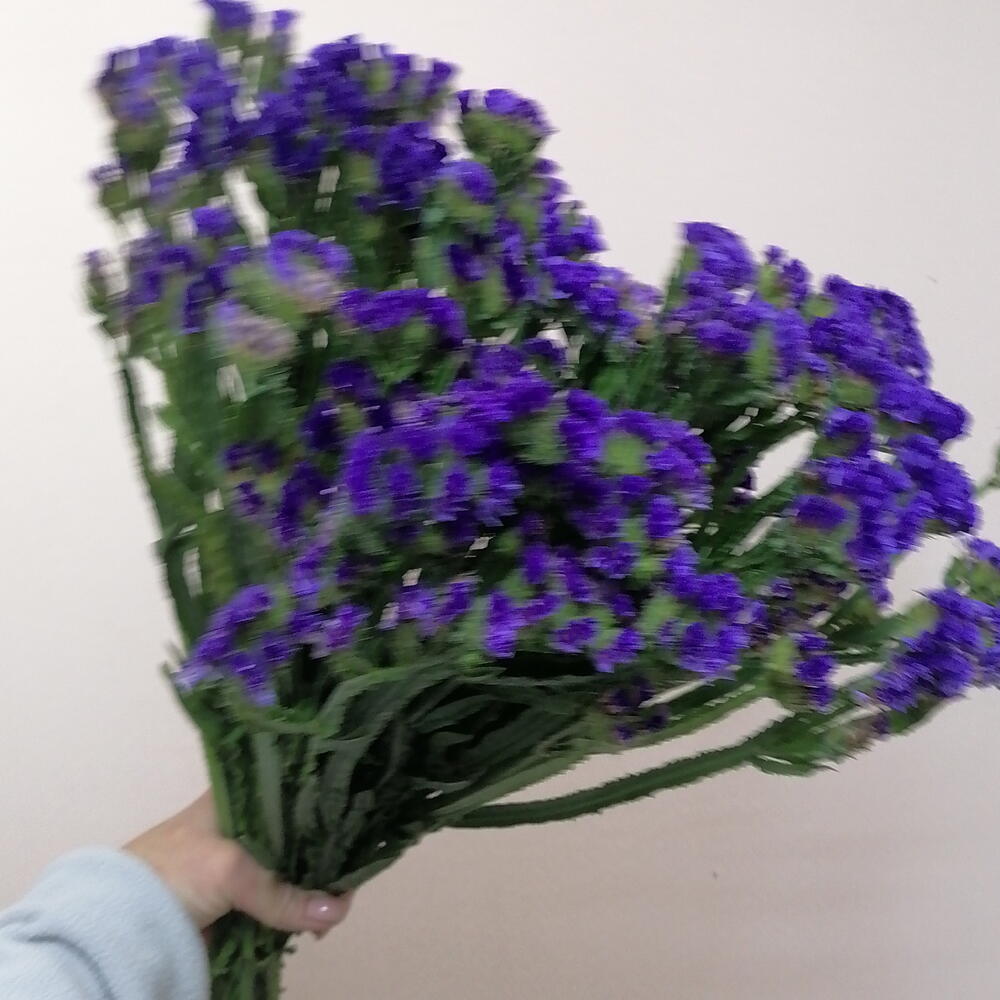 Статица синяя