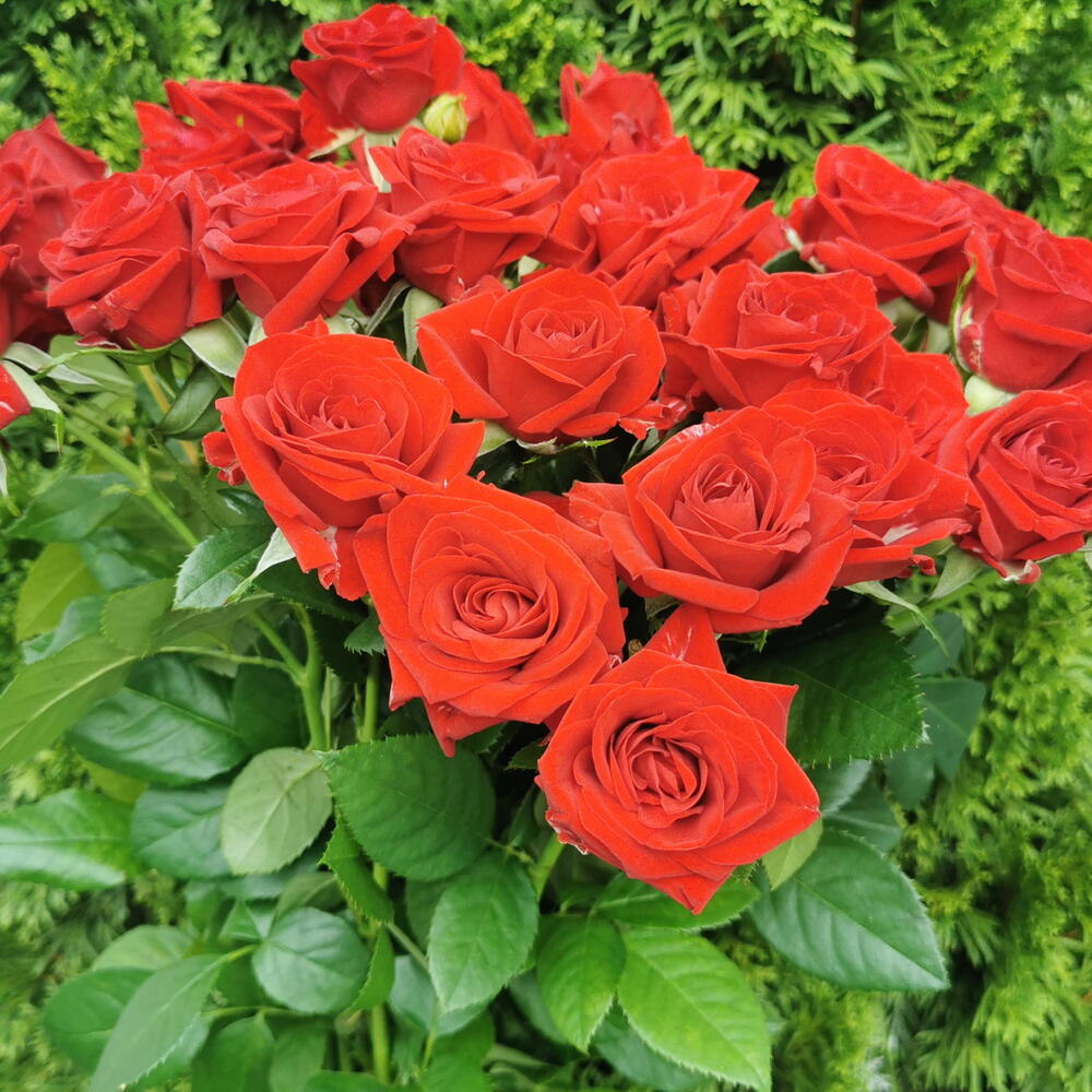 Ред демешн 15🌹