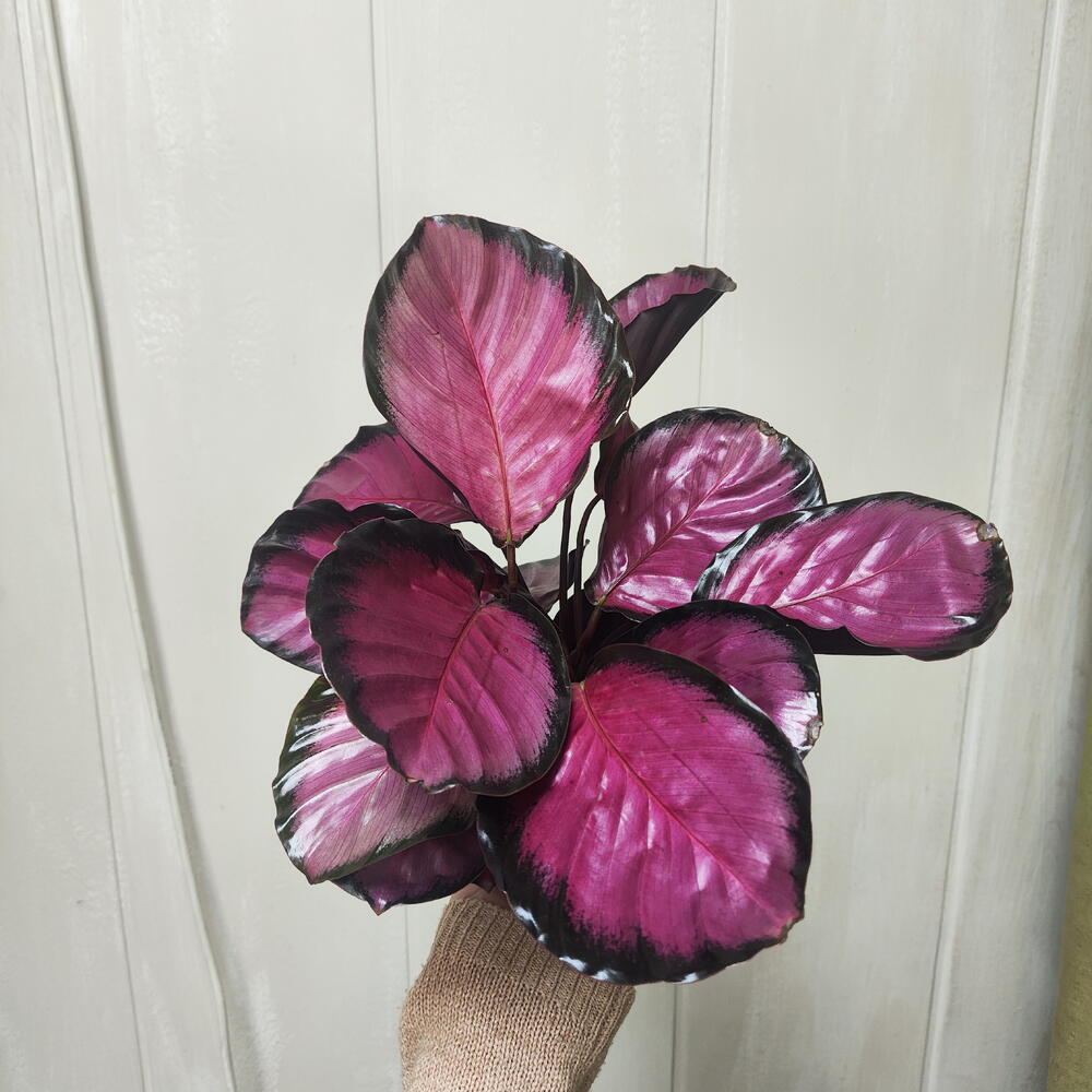 Калатея Rose Red