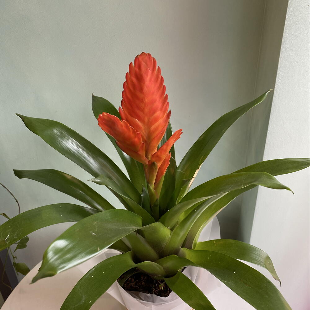 Вриезия d12