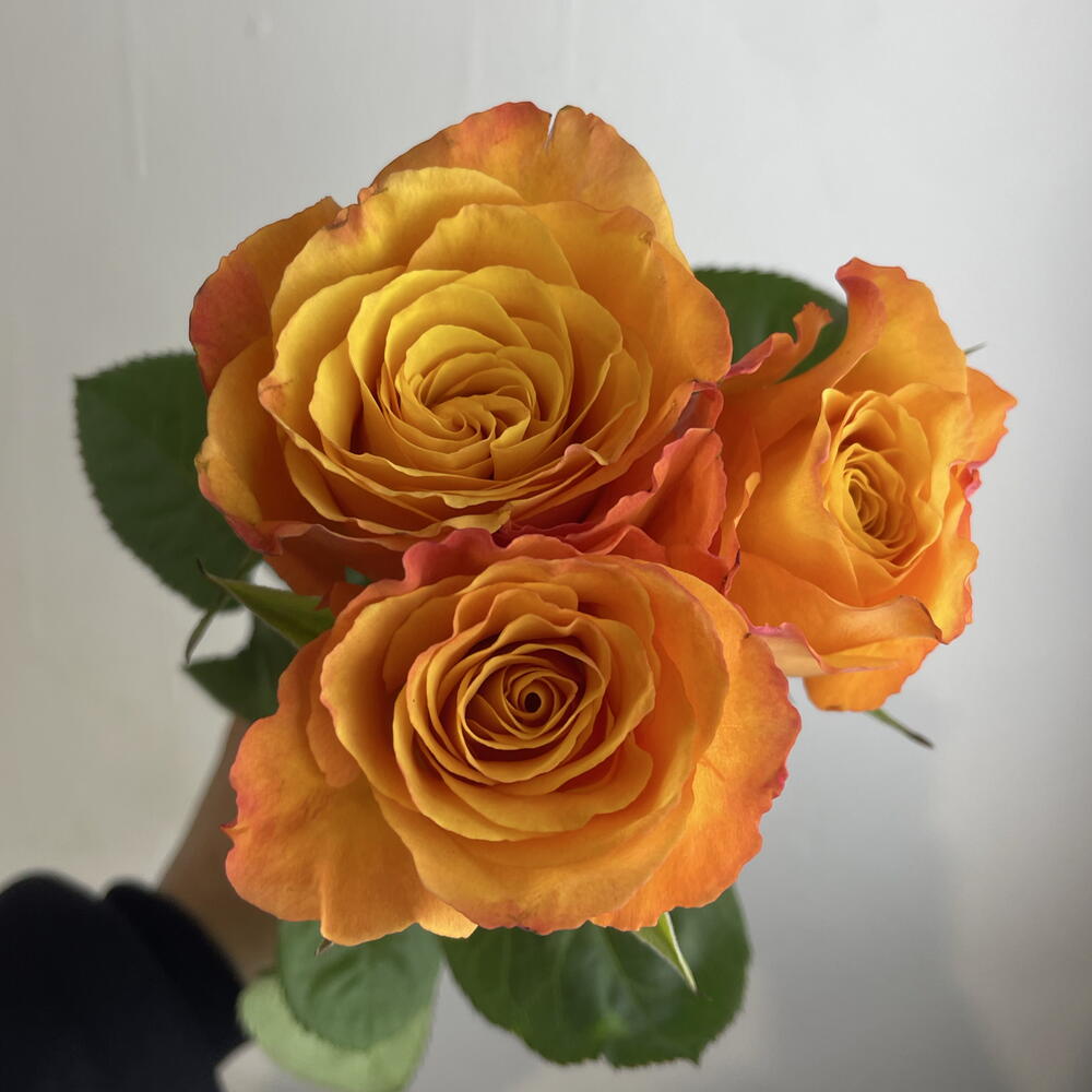 Розы рыжие 🧡3