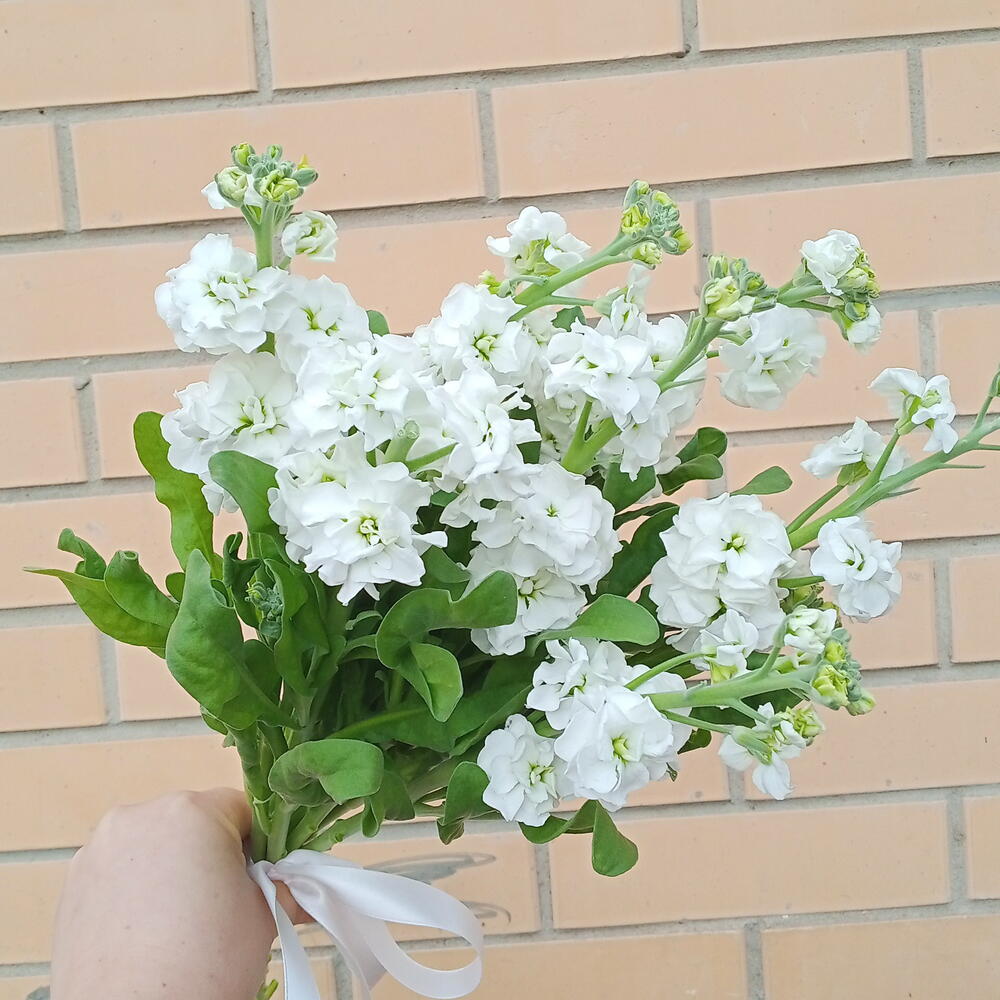 Мона букет с Маттиола