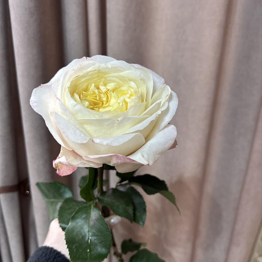 Роза Кэндллайт