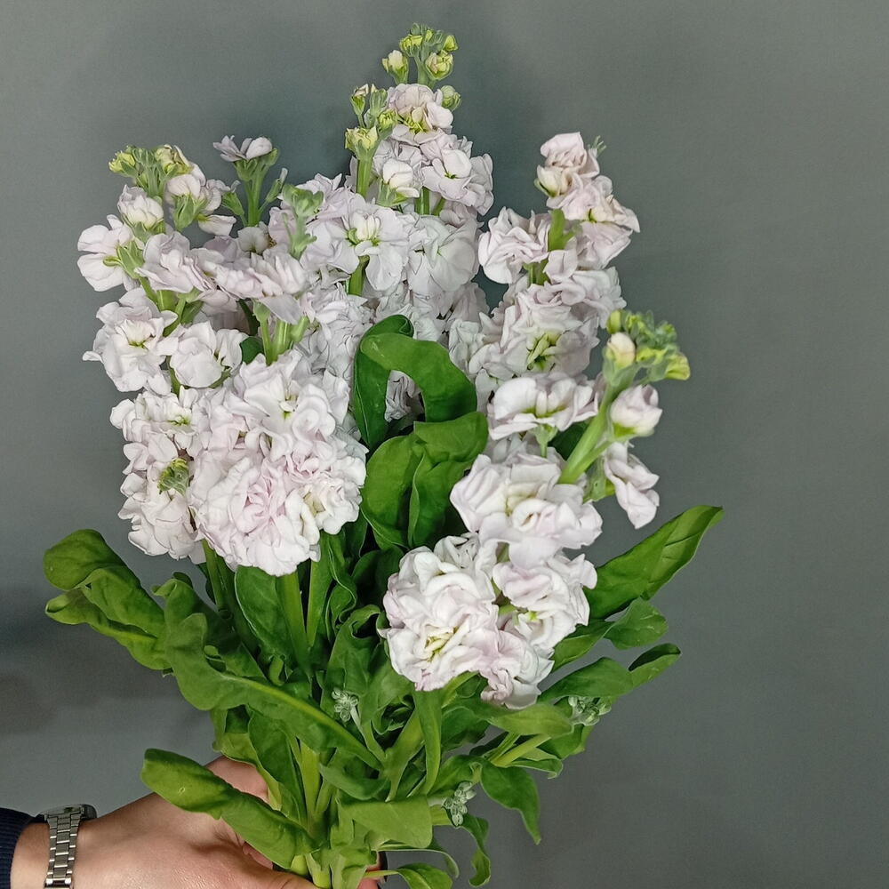 Комплимент