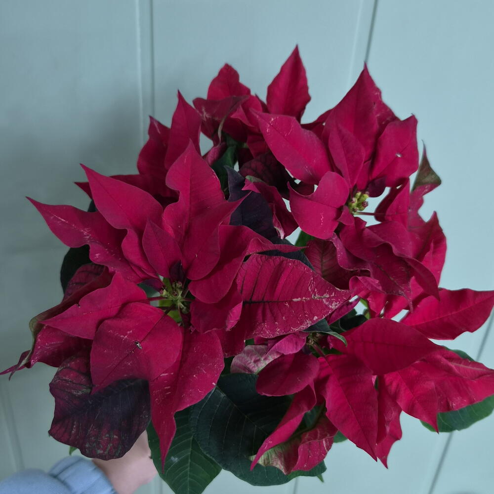 Poinsettia