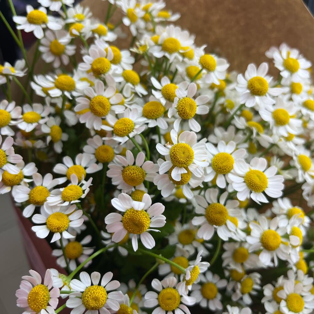 ОХАПКА ИЗ РОМАШЕК
