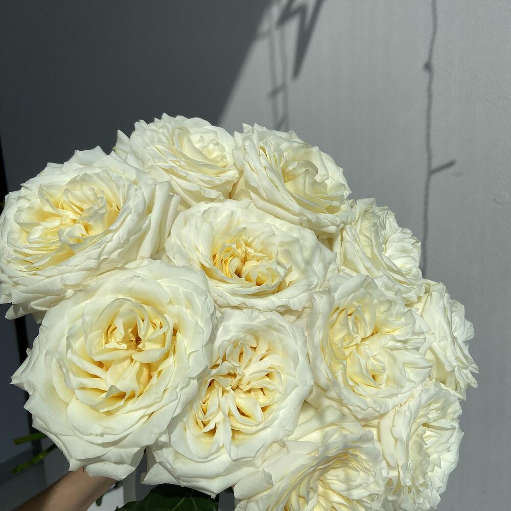 Роза Канделайт 💛