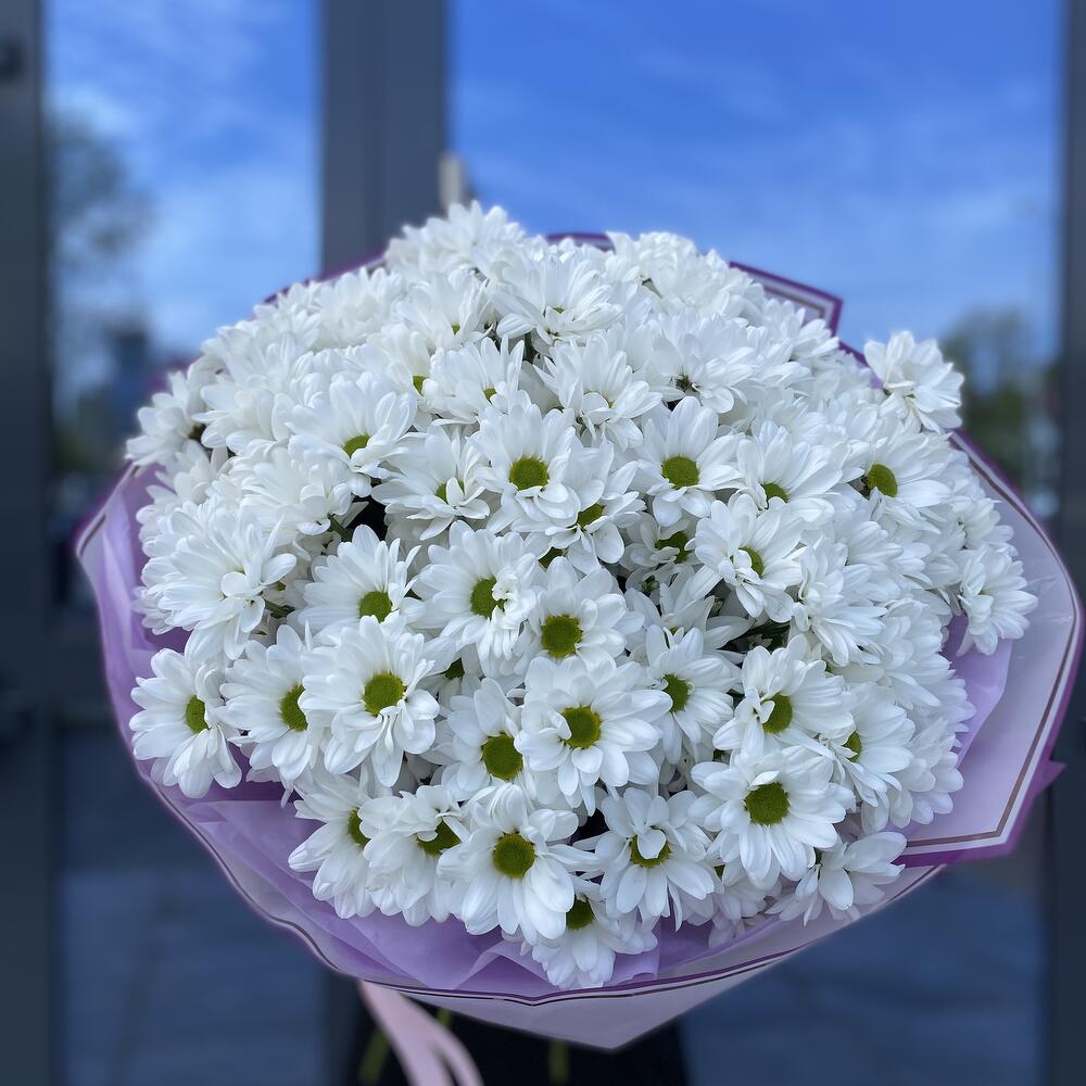 251 белая ромашка