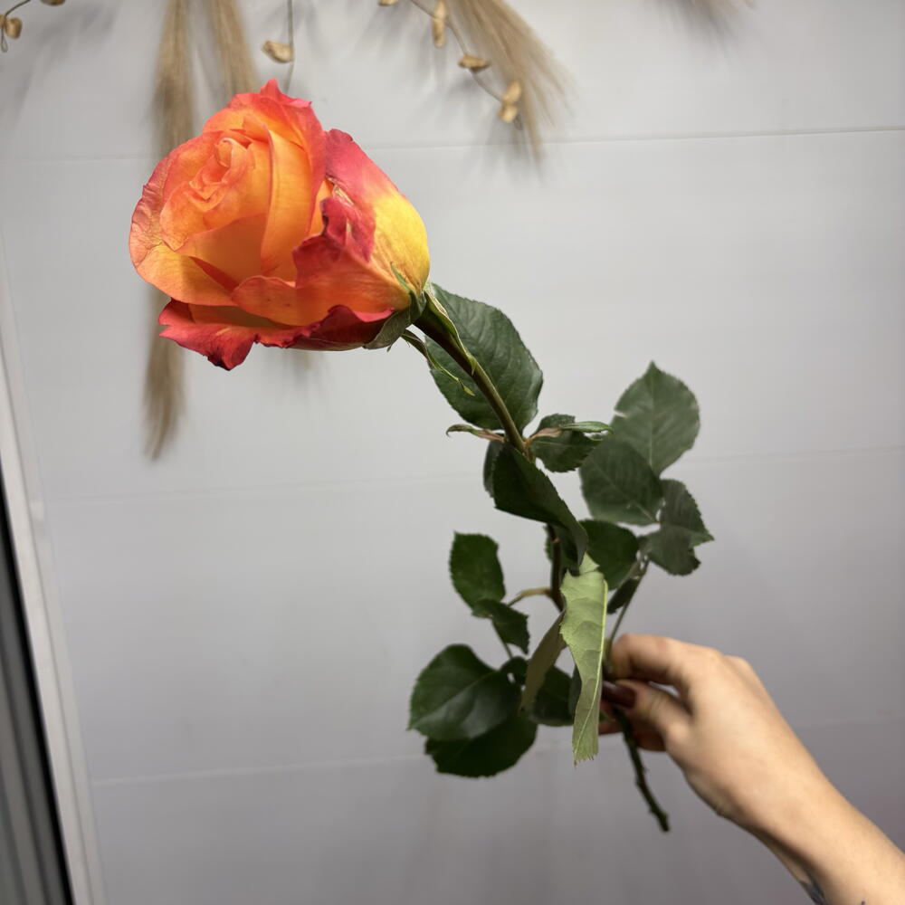 Роза пламя