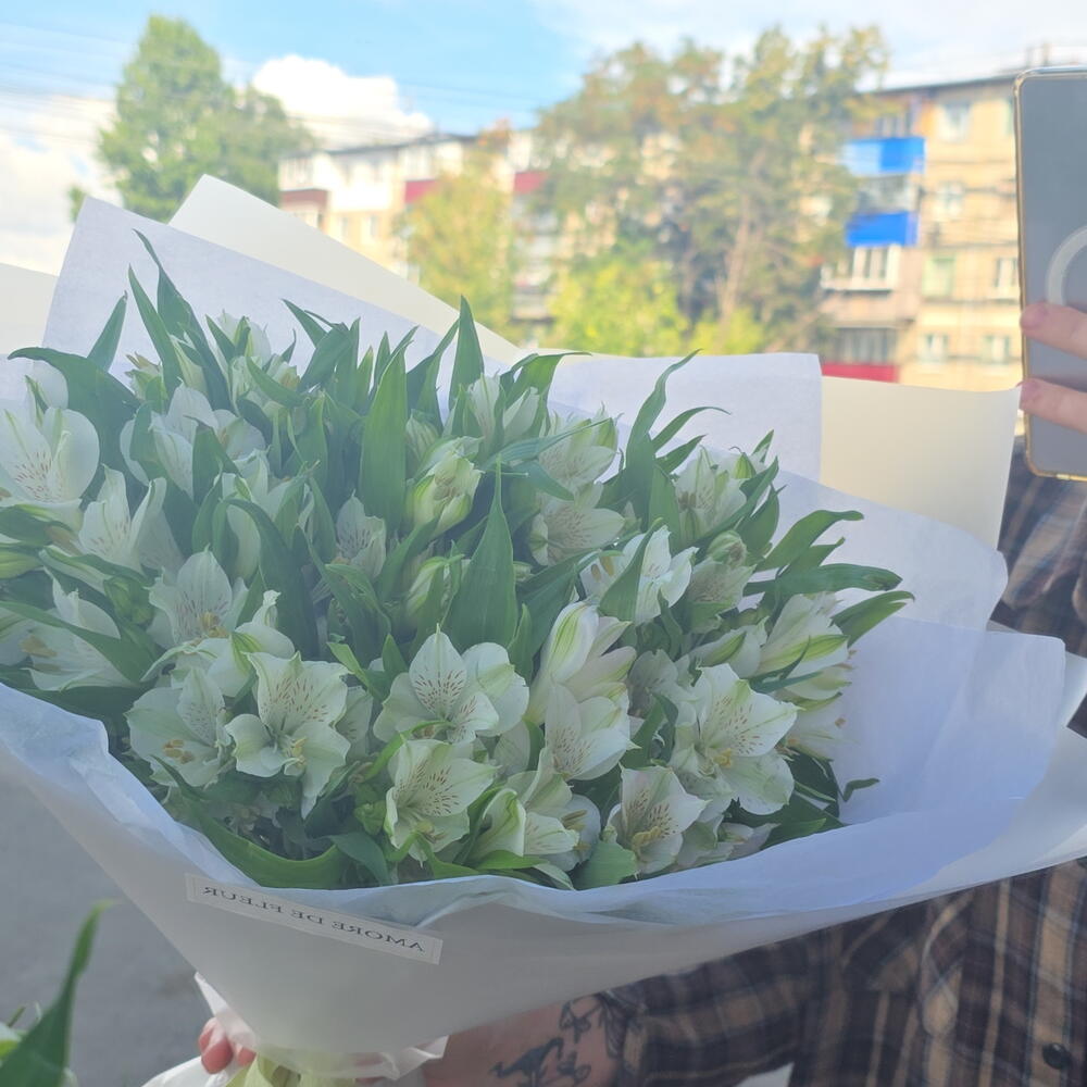 Стойкая альстромерия