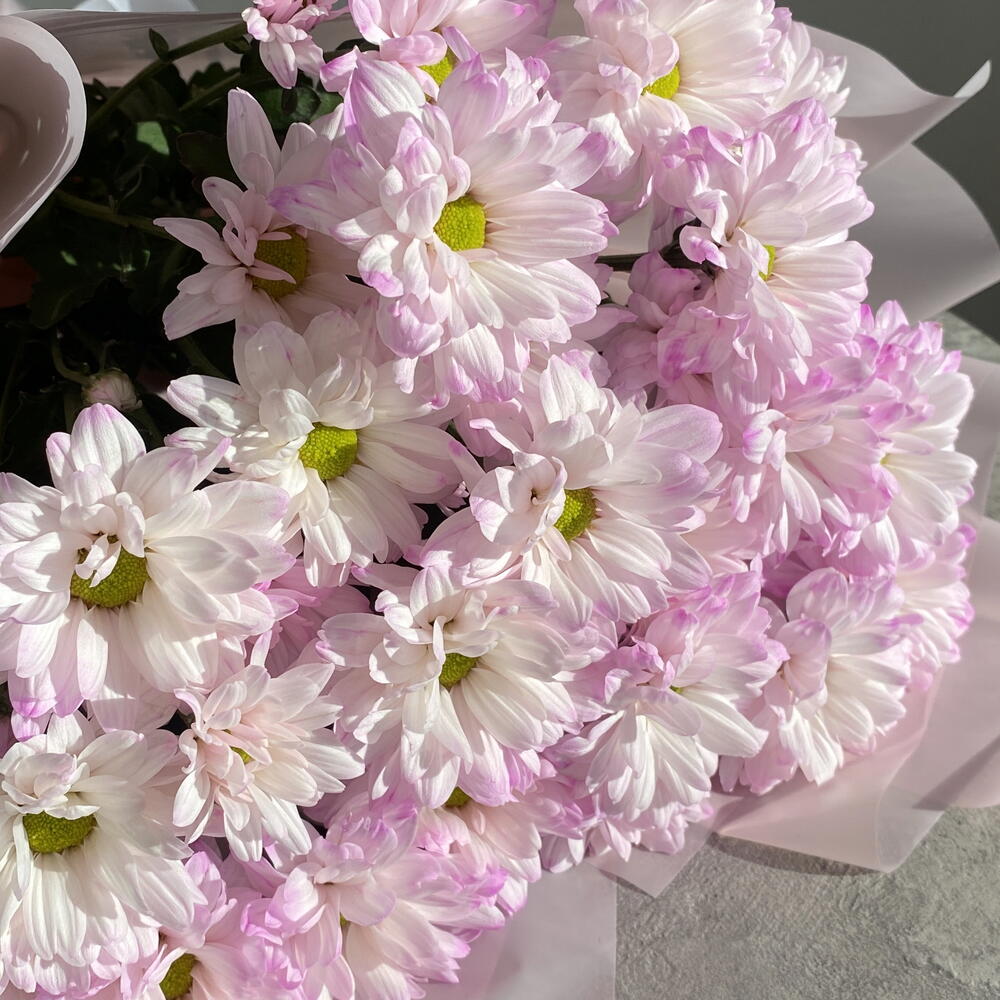 Моно хризантем🌸