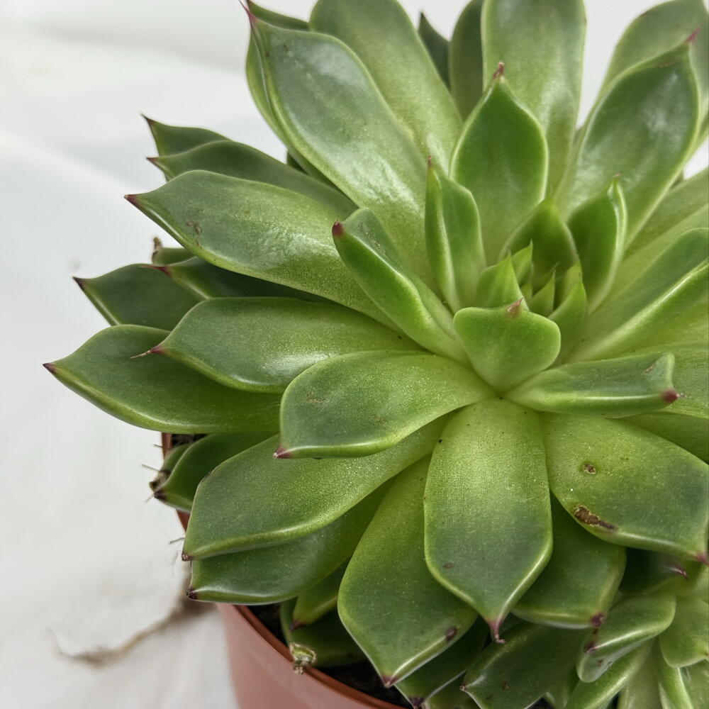 Кактус 🌵