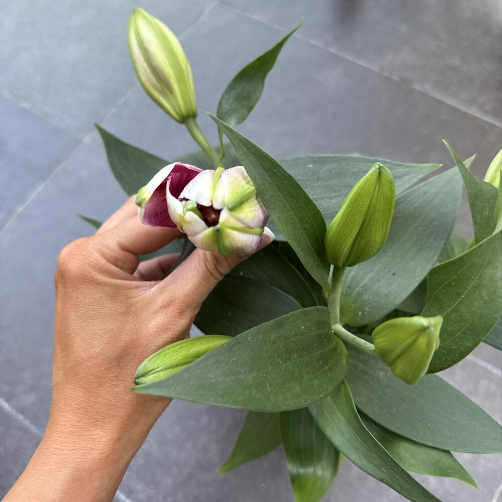 Лилия / Lilium