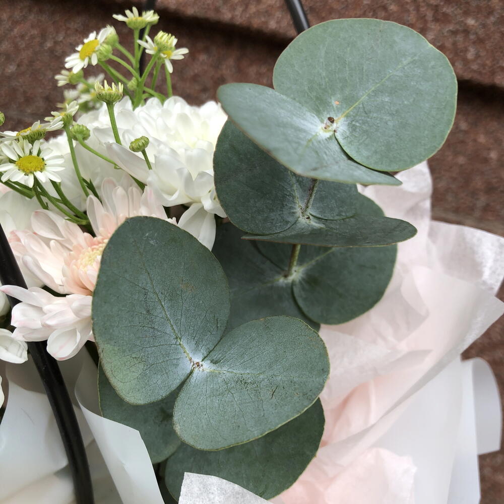 Лучик ромашки 🌼
