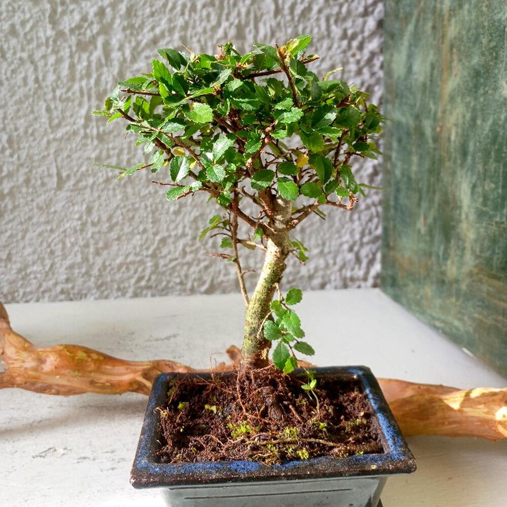 Бонсай Zelkova