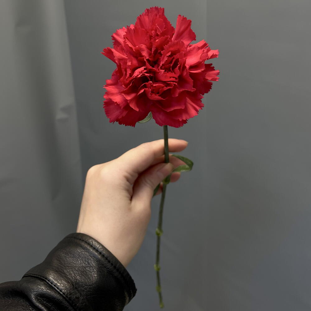 Гвоздика красная