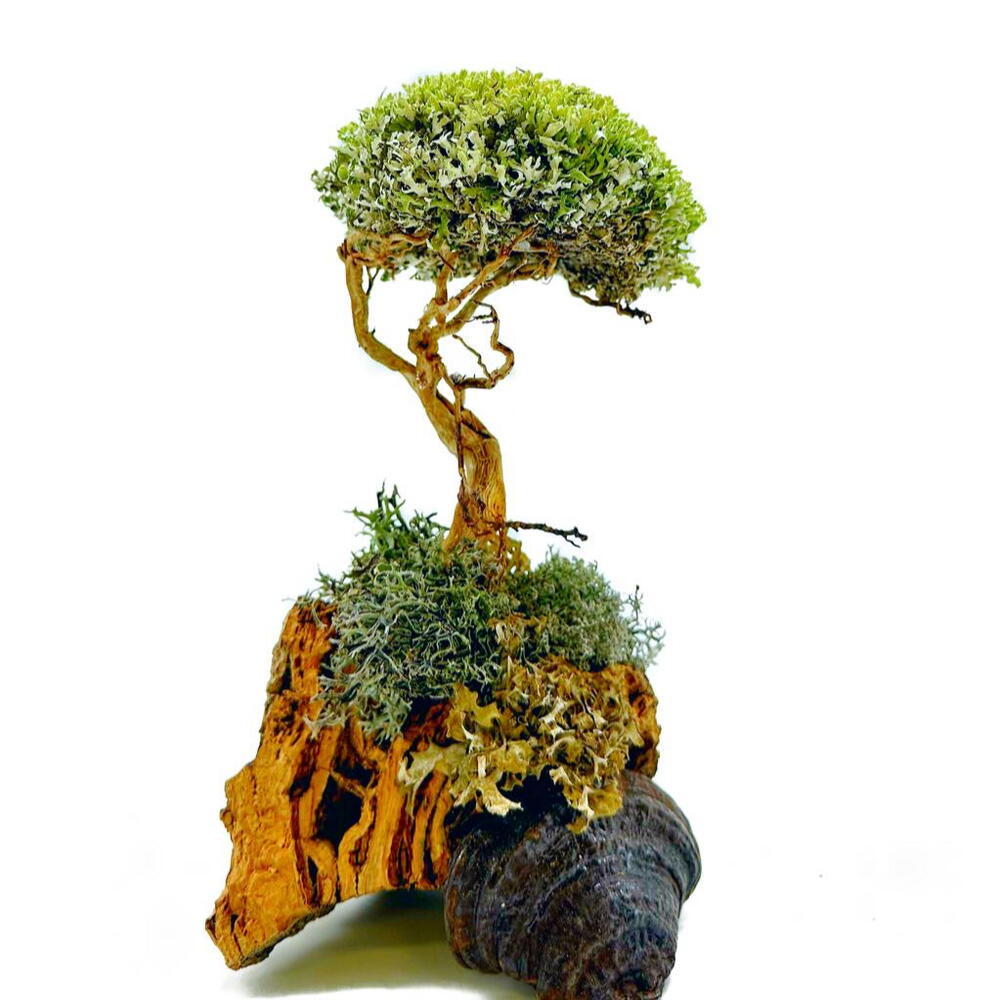 «Whisper of Alatau» — handmade decorative indoor tree by Cetraria