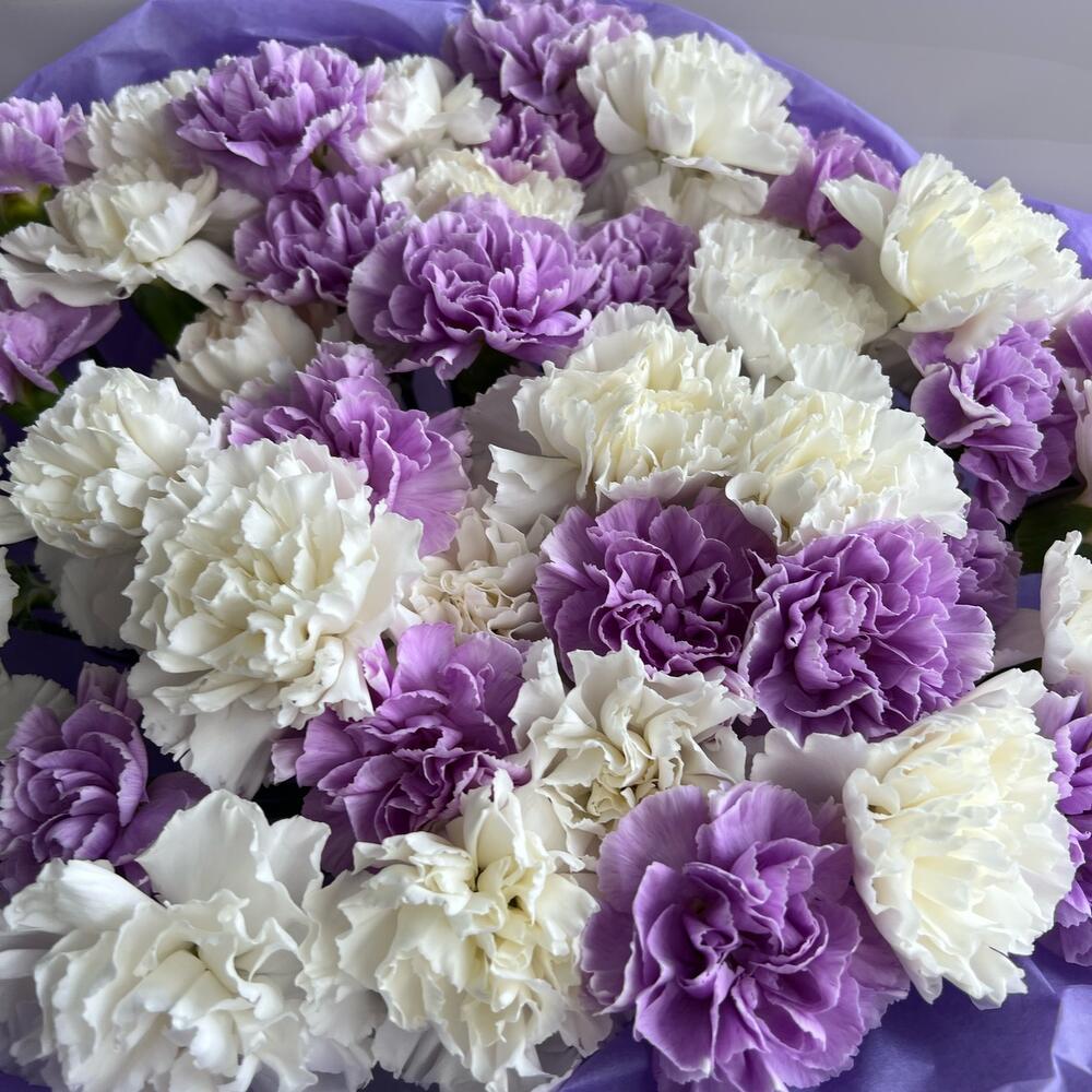Dianthus duo