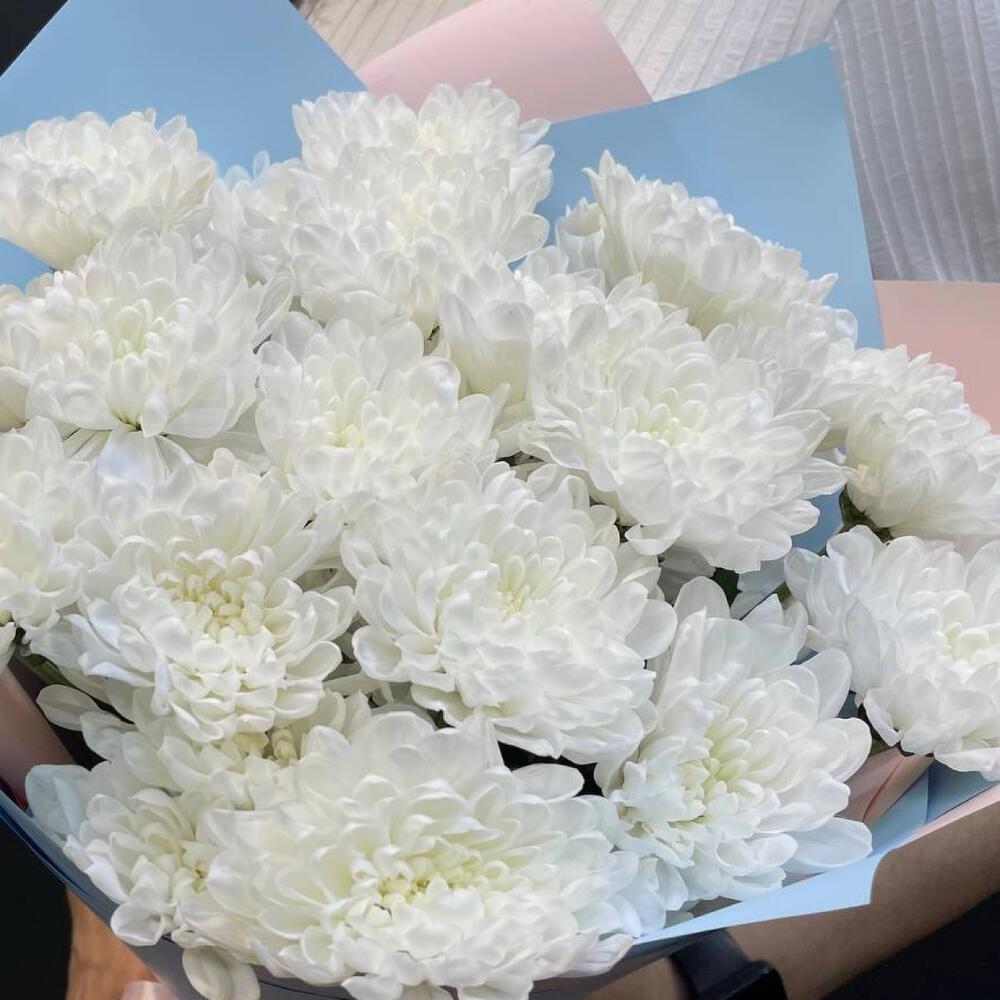 Букет из белых хризантем сорта «Алтай»