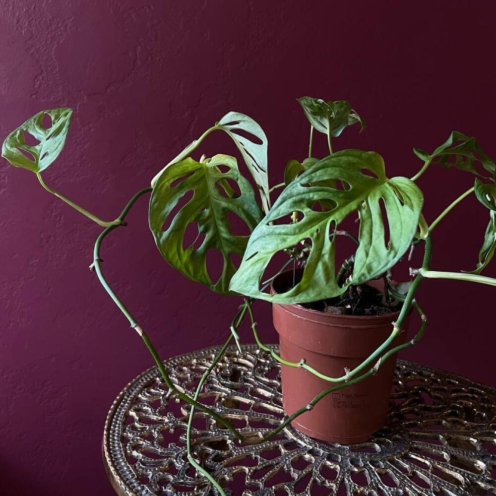 Monstera Monkey