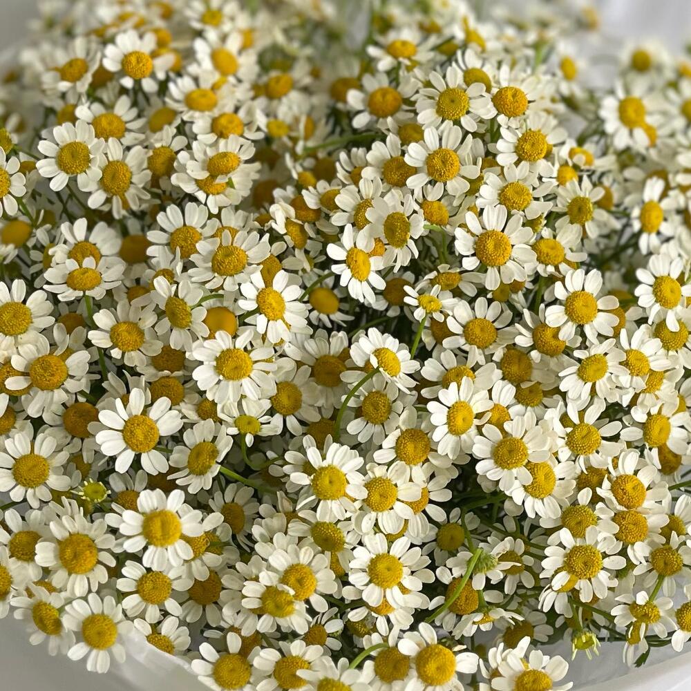 «Солнечные поля» 🌼