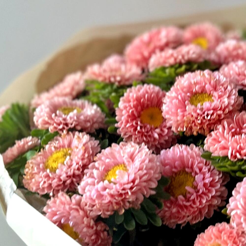 Сезонные астры 💐